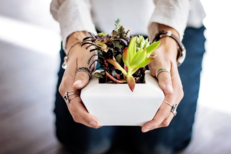 Indoor Herbs