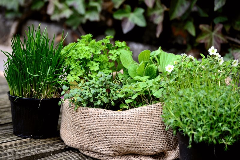 Herb Spiral Garden